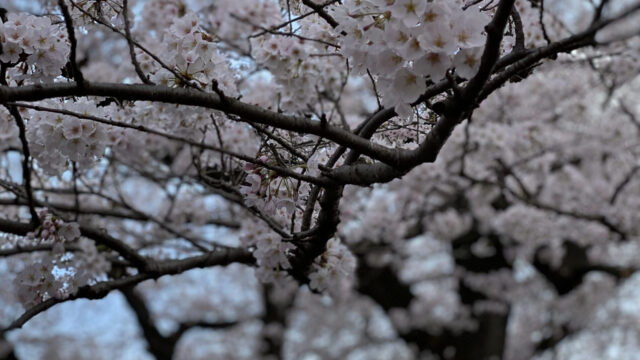 桜の頃／「月と日」サクラバール｜食の企画開発室 Amond table